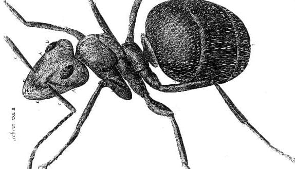 Scientific illustration of an ant using a microscope, cira 1665. Image credit below.